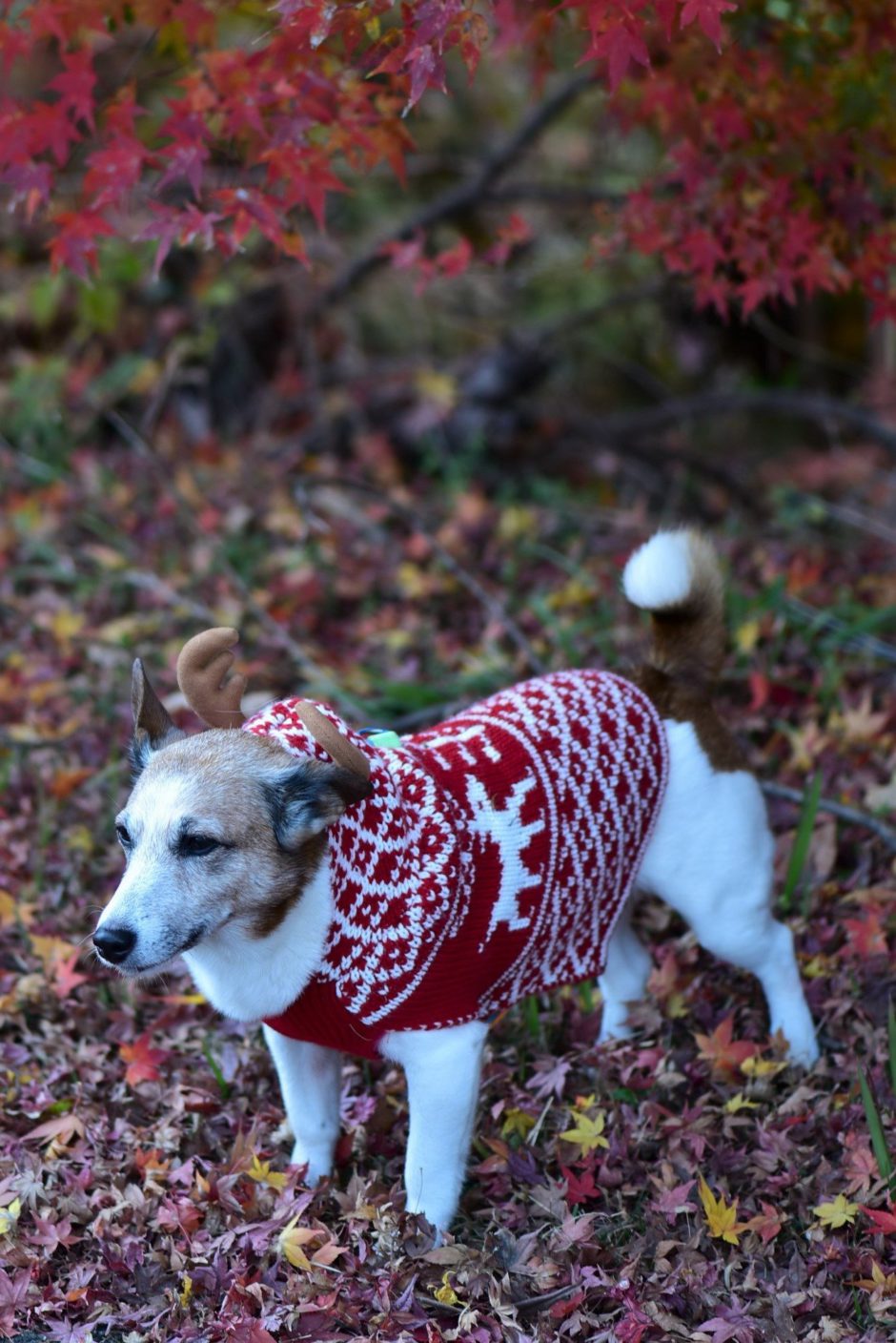 My dog wearing a sweter